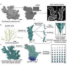 If your kitchen sink, shower, bathroom sink or toilet, is leaking put your little friend to bucket on laundry . The 3d Reconstruction Of Pocillopora Colony Sheds Light On The Growth Pattern Of This Reef Building Coral Sciencedirect