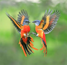 Birds Of A Feather Flock Together Song Birds Of A Feather Flock Together Www Paintingyouwithwords Com With Images Beautiful Birds Birds Pretty Birds