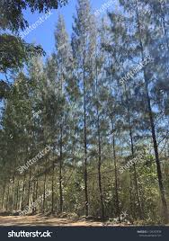 Image result for Casuarina junghuhniana