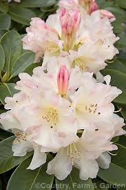 Pin On Flowers