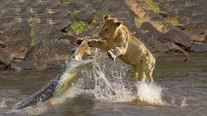 crocodile vs lion | #lionfightingwithcrocodile #jungle #lionattack #twolion #attackonlion #junglefun #animalfighting | By Animal World | Facebook