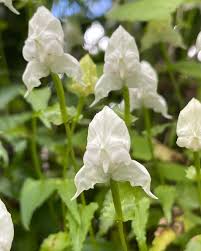 Image result for Disperis