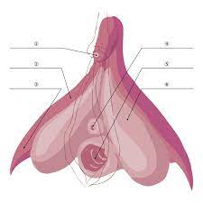 Corpus cavernosum of clitoris - Wikipedia