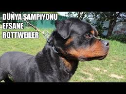 Dunya Sampiyonu Efsane Rottweiler Efsane Kopekler 15 Bolum Rottweiler 2 Power Dogs Youtube