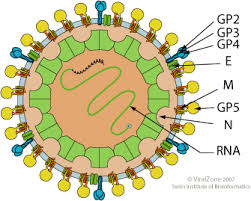 Betaarterivirus Viralzone