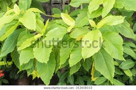 Image result for Pisonia