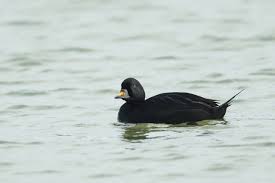In de wintermaanden verblijven ze in grote aantallen in de. Vroege Vogels Foto Vogels Zwarte Zee Eend
