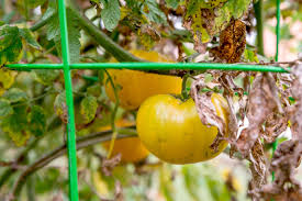 Image result for tomato seedling early blight