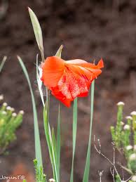 Image result for Dierama parviflorum