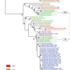 Image result for Eragrostis chapelieri