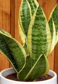 Image result for Sansevieria trifasciata