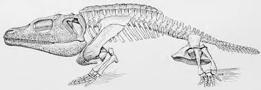 Image result for Osyridicarpos