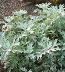 Image result for Artemisia sp.no.1