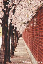 Spring Is My Favorite Season In Korea Cherry Blossoms In Seoul South Korea South Korea Travel Korea Wallpaper South Korea Seoul