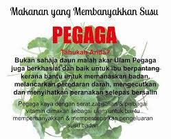 2 ikat ulam pegaga 3 biji kecil ubi keledek 1 kotak santan 2. Khasiat Jus Pegaga By Wnh Agent Wawa Nature Herb S Facebook