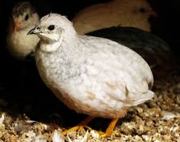 50 Button Quail Eggs Button Quail Quail Quail Eggs