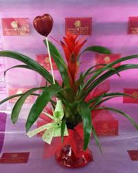 Maybe you would like to learn more about one of these? Floristeria Yague Cornella Guia33