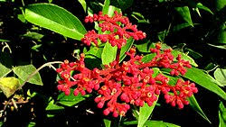 Image result for Cissus cucumerifolia