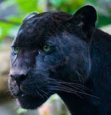 Jaguar Jaguar Animal Black Panther Cat Panther Pictures