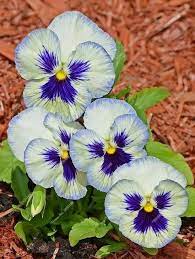 100 Pcs Beautiful Pansy Seeds Different Color Wavy Viola Tricolor Flower Seeds Bonsai Pots Diy Home Garden Free Shipping Pansies Flowers Flower Seeds Pansies