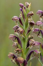 Brachycorythis Inhambanensis Orchid Images Orchid Flower Orchids