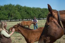 Image result for April Green 1977 Colt