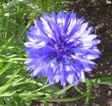 Plot Plants Cornflowers Plants Cornflower Country Gardening