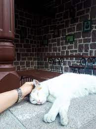 sleepy cute