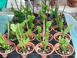 Image result for Phyllanthus caespitosus