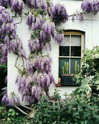 Purple Acacia Wisteria Sinensis Wall Climbing Plants Plants Wisteria