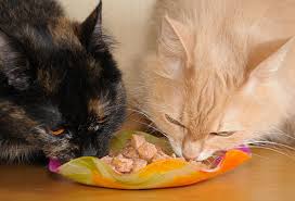 Eventually they'll make the association, and while they may never stop whining a little before meal times, this should really help reduce the panic they have about you forgetting to feed them. Harmful Foods Your Cat Should Never Eat Tuna Milk Raw Fish And More