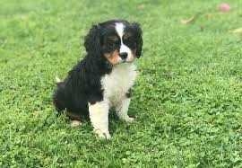 Find out more about us by clicking one of the pictures below. Lacie Mini Bernese Mountain Dog Female Puppy In Gordonville Pa Vip Puppies