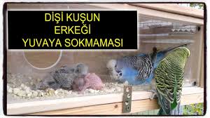 Disinin Erkegi Yuvaya Almama Sorunu Vlog Youtube