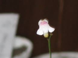 Image result for Genlisea hispidula