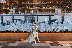 It's been one of the best ones in london. Savage Garden Dog Brunch A Dog Friendly Treat The Londog