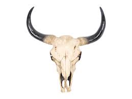 Longhorn cow skull silver color guide trends z gallerie. New Cow Skull 44cm Realistic Looking Resin Painted Ebay