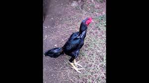 Ada pertengkaran tentang pertarungan sabung ayam yang menyebabkan penembakan, situs web kementerian keamanan publik vietnam melaporkan. Mas Dewo Bangkok Vietnam Ayam Adu Pukul Super Youtube
