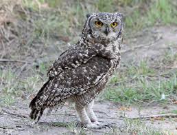 Image result for Bubo