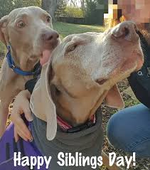 2 327x700 239kb Funny Dog Pictures Weimaraner Cute Animal Pictures