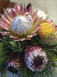Protea /ˈproʊtiːə/ is both the botanical name and the english common name of a genus of south african flowering plants, sometimes also called sugarbushes (afrikaans: Protea Blooming In Popularity Winnipeg Free Press Homes