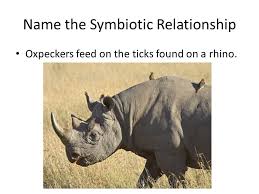 Image result for rhino and bird symbiotic relationship