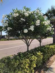 Oleander Plant Care Tips For Growing Oleander Bushes And Trees Oleander Plants White Flowering Trees Florida Landscaping