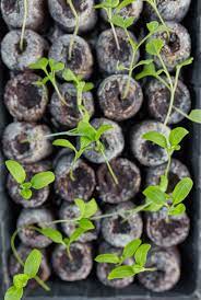 Jiffy Seed Starting Supplies Seed Starting Growing Grapes Grapes