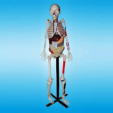 The structural unit of a muscle is the muscle fiber, while the functional unit is a motor unit. Human Skeleton With Internal Organs Muscles Skeleton Bones And Joints Model Biology Lab Products Products