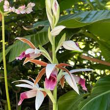 Image result for Phaius