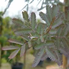 Image result for Acacia montigena