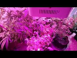 King plus 1000 watt led grow light. King Plus 1000w Led Grow Light Double Chips Full Spectrum Review By Catcannabis