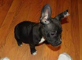 Pitbull dog gibt es bei ebay! Pin On Family Members