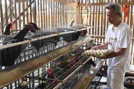 Animals, chicken, anak ayam kampung, ayam kampung matang, reban ayam kampung , pembekal anak ayam kampung(doc). Tertarik Untuk Ternak Ayam Kampung Ikuti Langkah Mudah Ini Artikel Pertanian Terbaru Berita Pertanian Terbaru