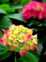 Hydrangea Turning Pink Planting Hydrangeas Beautiful Hydrangeas Hydrangea